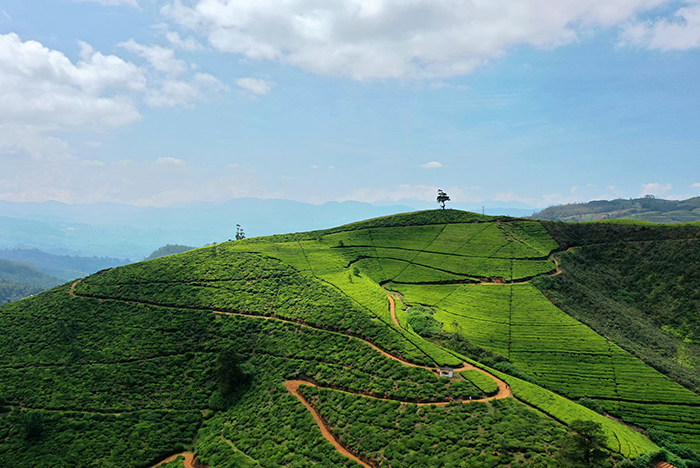 Dream Lanka Holidays