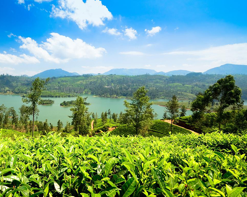 Dream Lanka Holidays