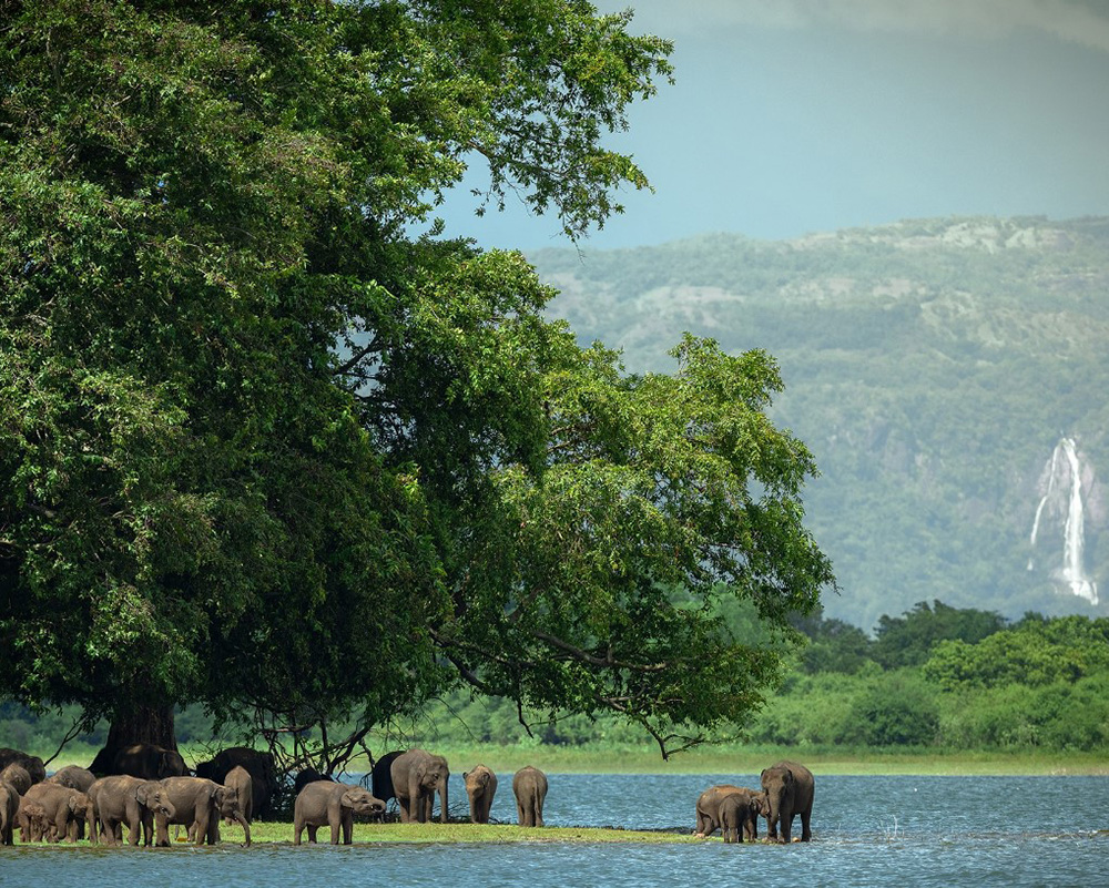 Dream Lanka Holidays