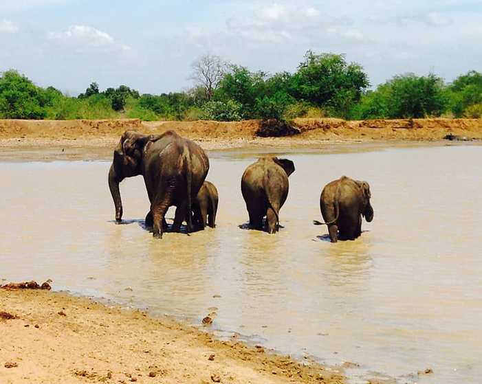 Dream Lanka Holidays