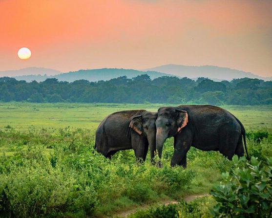 Dream Lanka Holidays