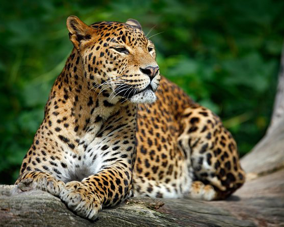 Dream Lanka Holidays