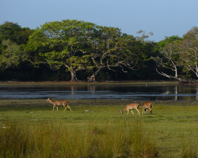 Dream Lanka Holidays