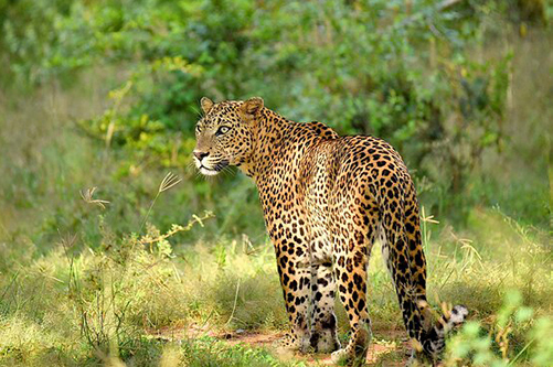 Dream Lanka Holidays