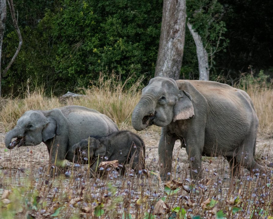 Dream Lanka Holidays