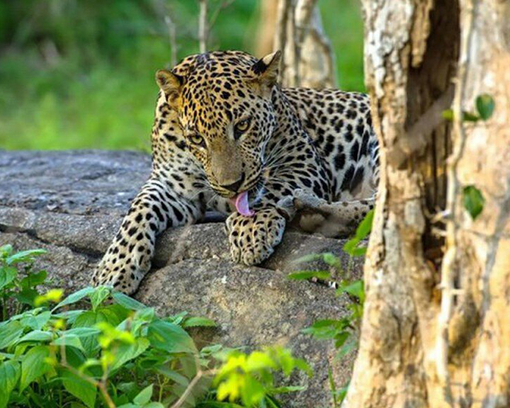 Dream Lanka Holidays