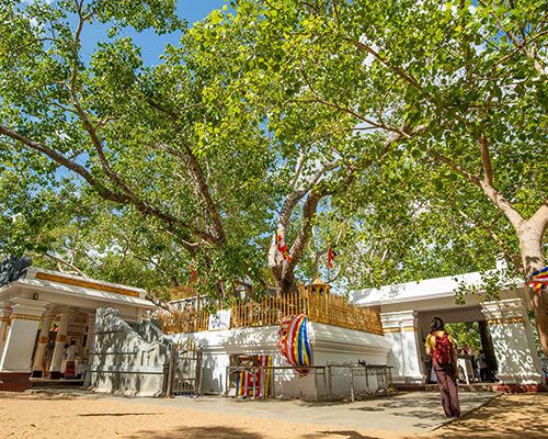 Dream Lanka Holidays