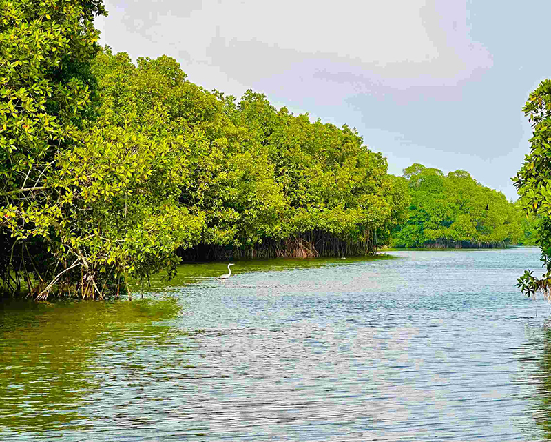 Dream Lanka Holidays