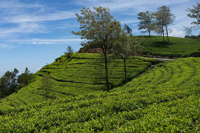 Dream Lanka Holidays