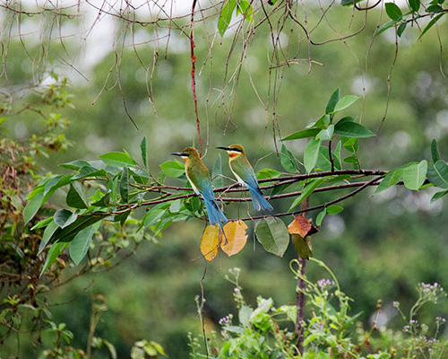 Dream Lanka Holidays
