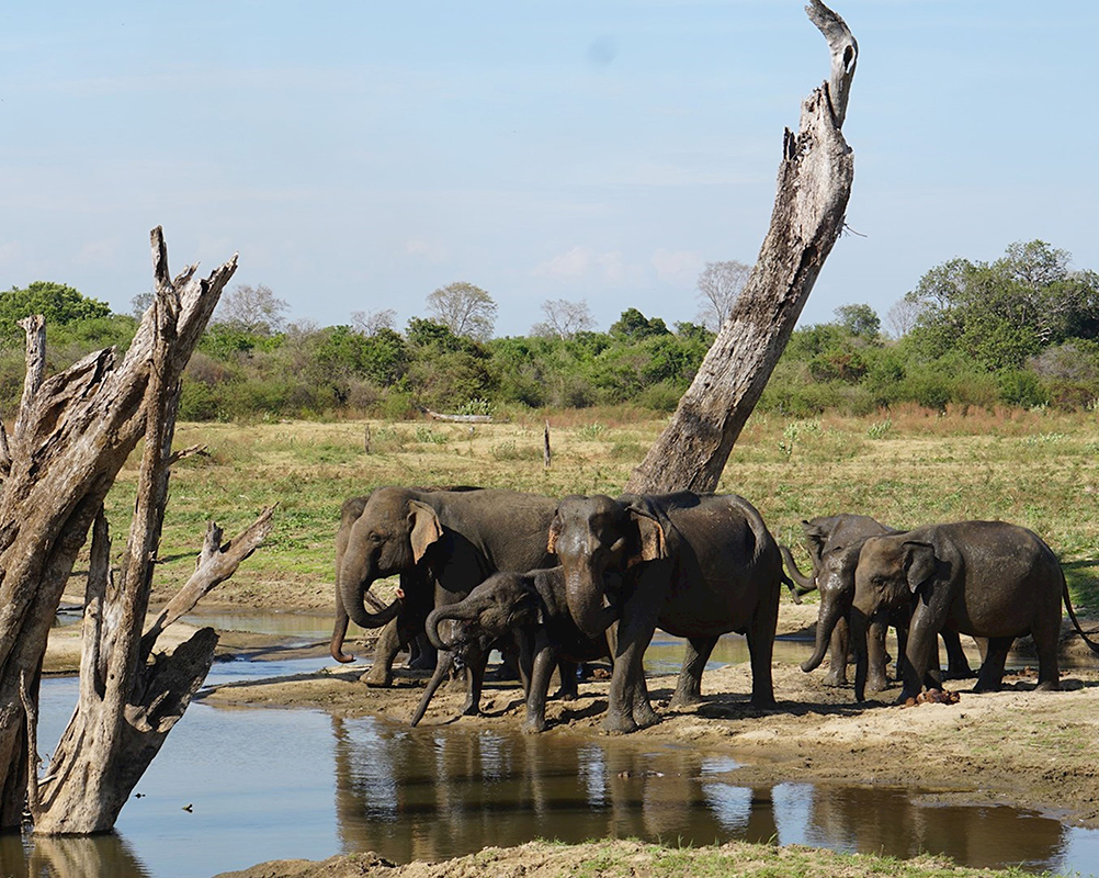 Dream Lanka Holidays
