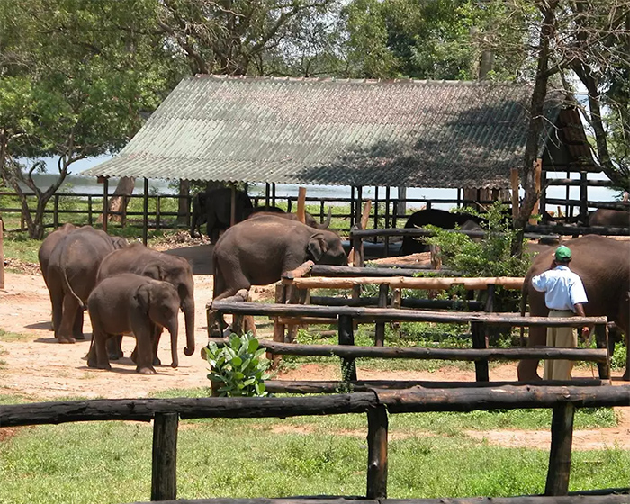 Dream Lanka Holidays
