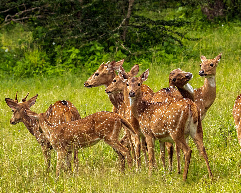 Dream Lanka Holidays