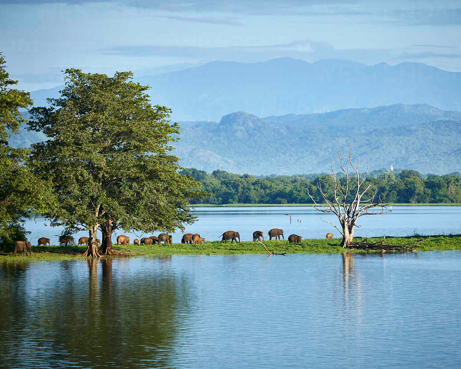 Dream Lanka Holidays