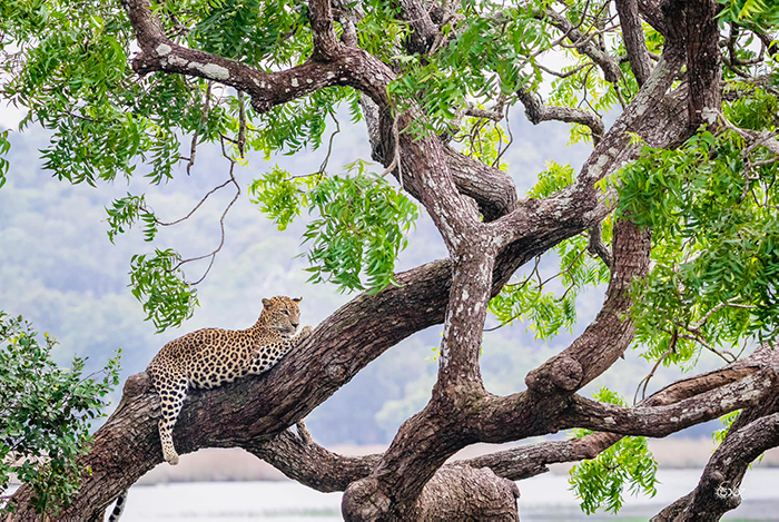 Dream Lanka Holidays