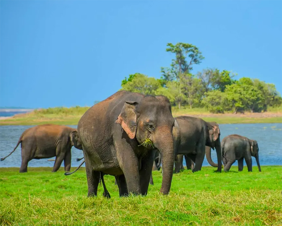 Dream Lanka Holidays