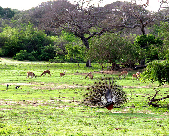 Dream Lanka Holidays