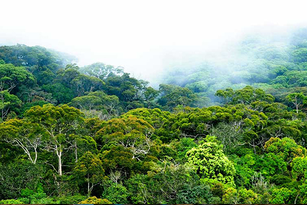 Dream Lanka Holidays