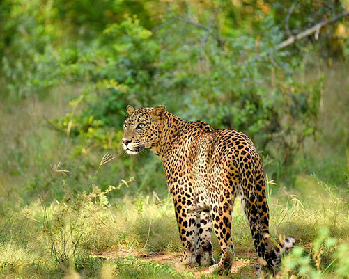 Dream Lanka Holidays