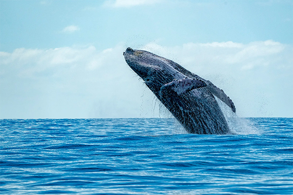 Dream Lanka Holidays