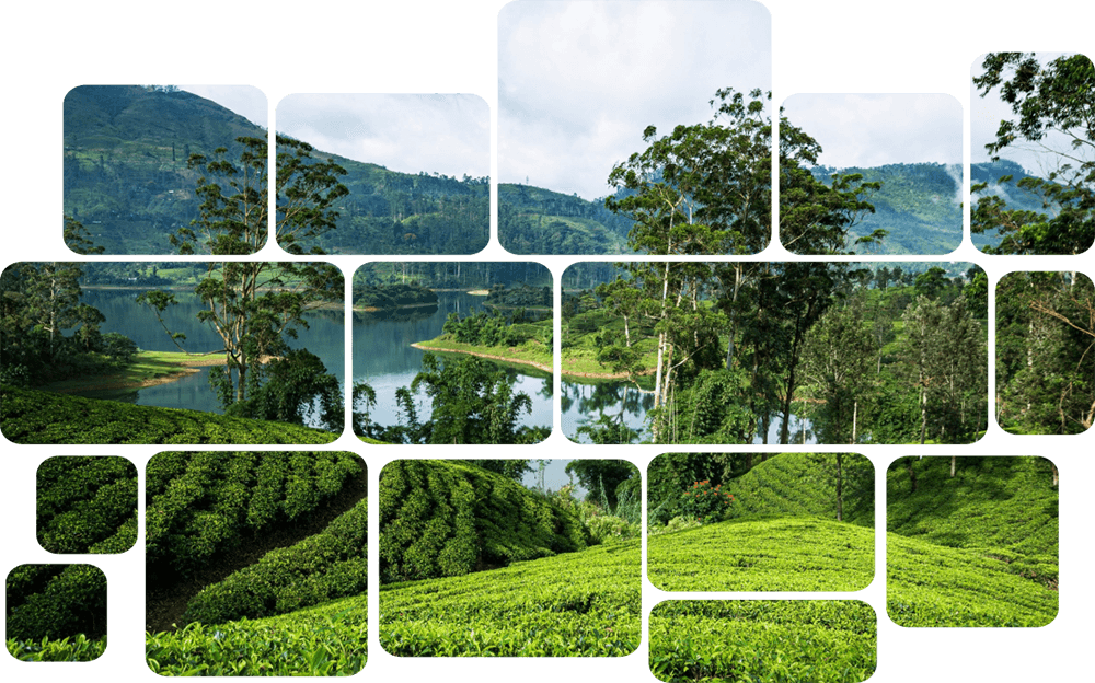 Dream Lanka Holidays