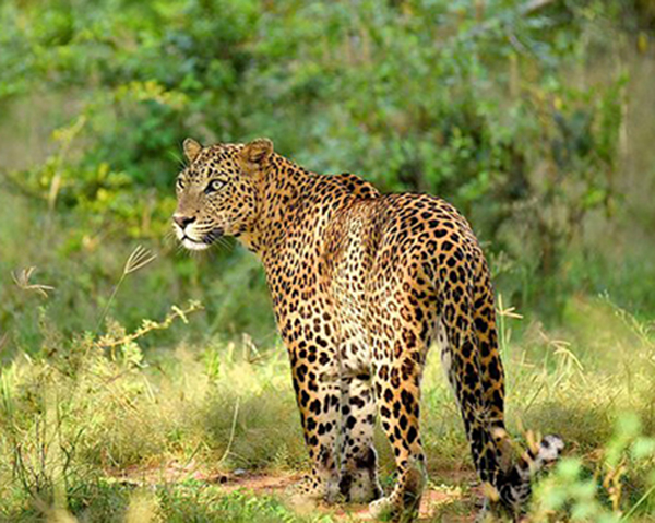 Dream Lanka Holidays