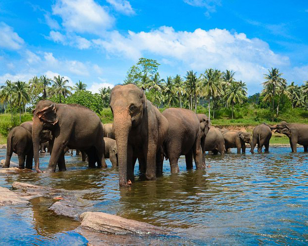 Dream Lanka Holidays