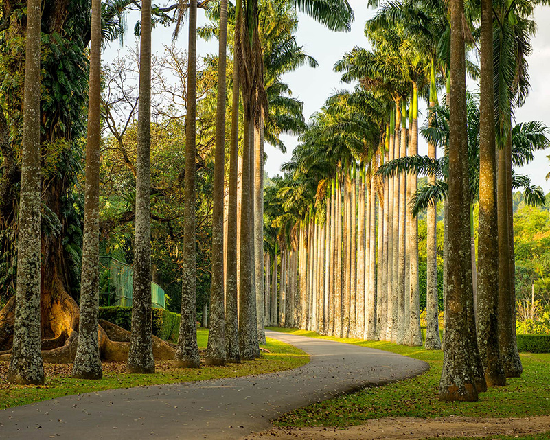 Dream Lanka Holidays