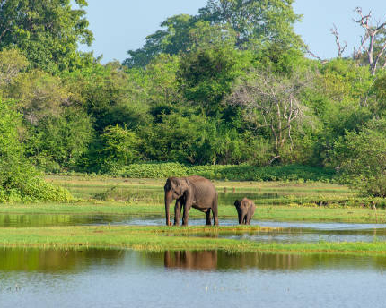 Dream Lanka Holidays