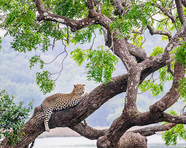 Dream Lanka Holidays