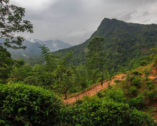 Dream Lanka Holidays