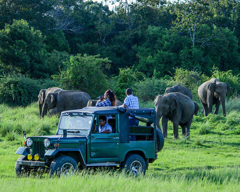 Dream Lanka Holidays