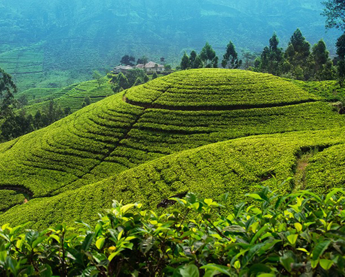 Dream Lanka Holidays