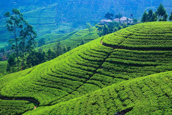 Dream Lanka Holidays