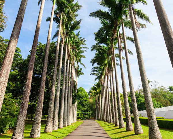 Dream Lanka Holidays